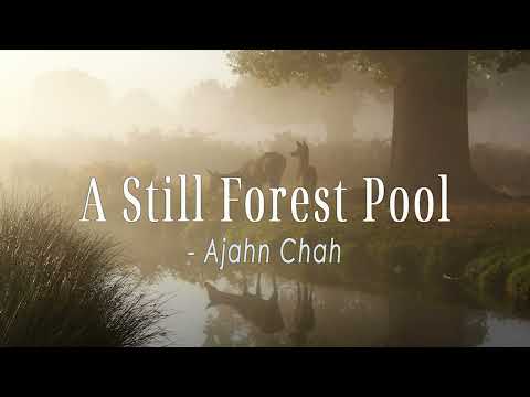 A Still Forest Pool: Happiness of the Buddha | Ajahn Chah