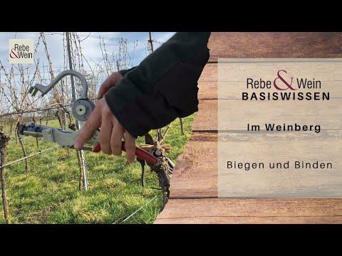 Rebe & Wein Basiswissen - Im Weinberg: Biegen und Binden