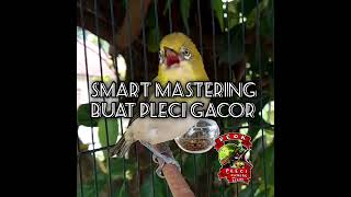 Download lagu Smart mastering buat semua jenis pleci agar gacor mp3 Download lagu Smart mastering buat semua jenis pleci agar gacor mp3