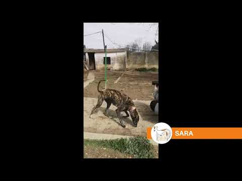 Conosciamo Sara (chip 54203)