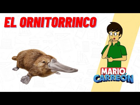 El Ornitorrinco