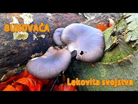 Bukovača jestiva i lekovita gljiva - Pleurotus ostreatus