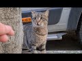 Green Eyed Cute Tabby Street Cats
