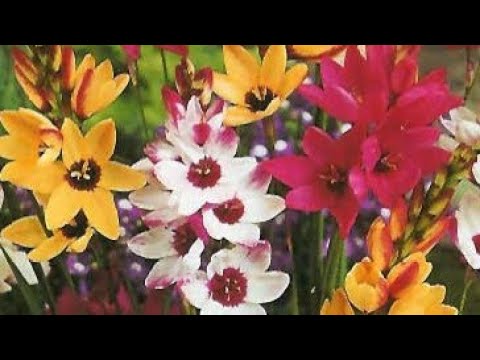 , title : 'Growing Ixia/Sparaxis.winter flowering plant you can grow from bulbs'