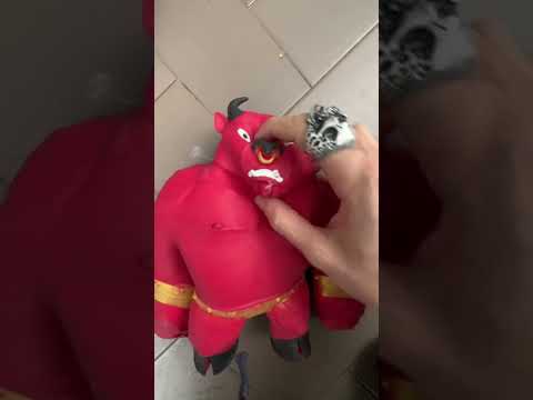 Torero VS 1.5 KG😪 #mrmonkey #monkey #scimmia