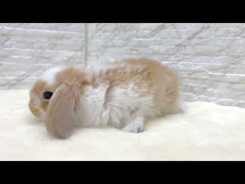 ミニロップラビット