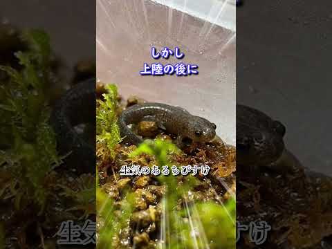 サンショウウオ(両生類)について詳しく解説