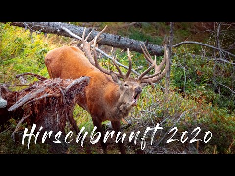 Hirschbrunft 2020 Kapitale Rothirsche