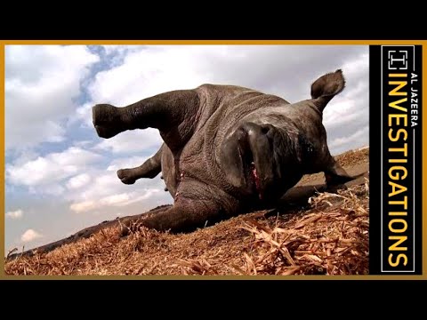 The Hanoi Connection: How Rhino Horn Gets from South Africa to China