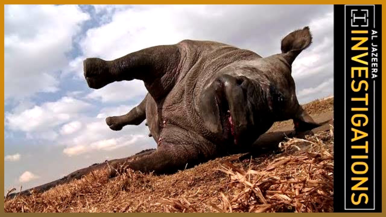 The Hanoi Connection: How Rhino Horn Gets from South Africa to China