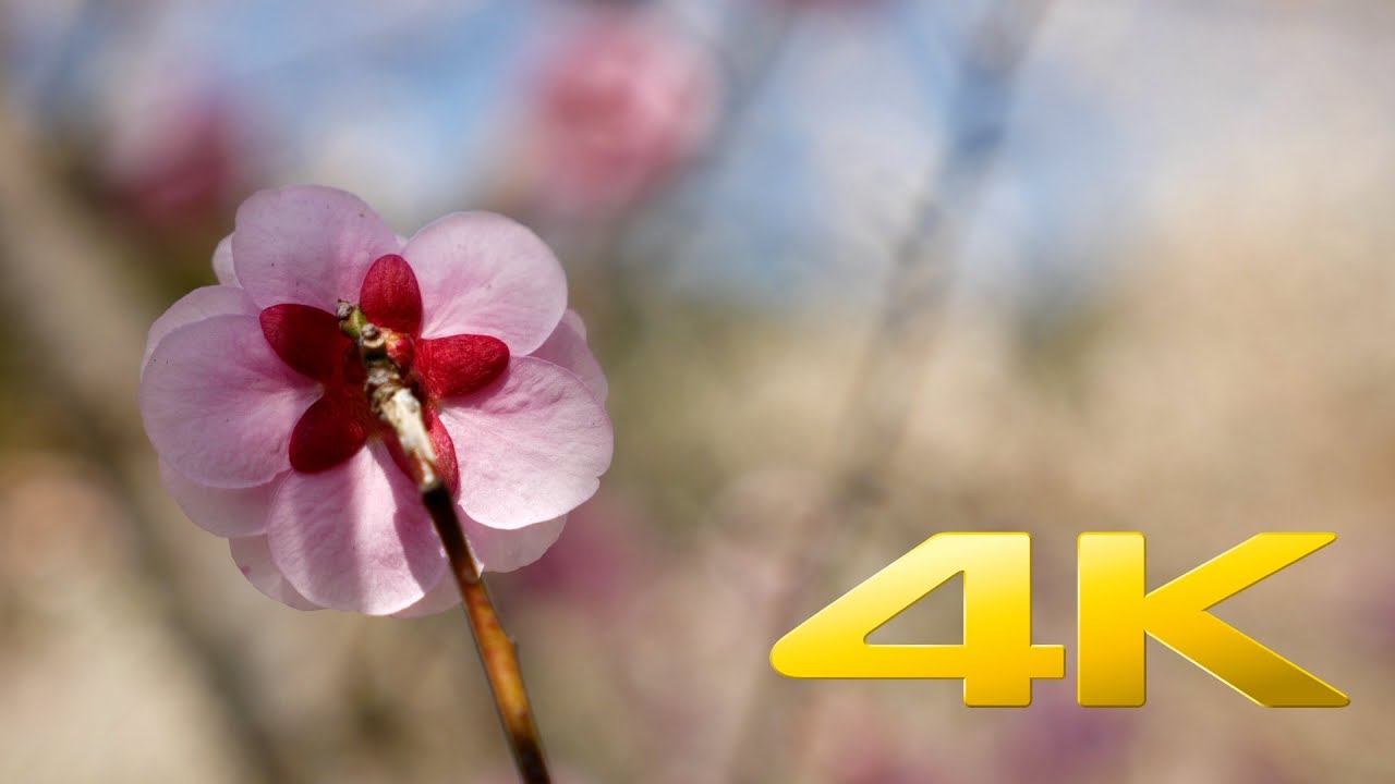 Hachioji Kogesawa Bairin Plum Blossom