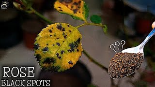 5-CAUSES of Black Spots on Rose Leaves! (TREAT This Way)