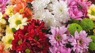 Download lagu The most delicate, beautiful, varied and bright flowers are Chrysanthemums. mp3 Download lagu The most delicate, beautiful, varied and bright flowers are Chrysanthemums. mp3