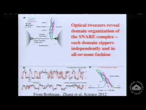 シナプスにおける神経伝達物質の同期放出の分子機構 (The Molecular Mechanism of Synchronous Neurotransmitter Release at Synapses)