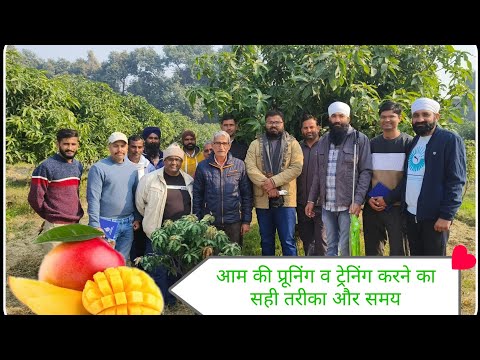 आम की प्रूनिंग ट्रेनिंग करने का सही तरीका और समय🥭Right method and time of pruning training #mango