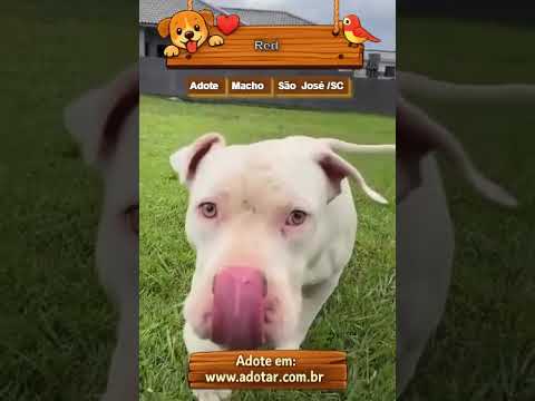 Vídeo de Red