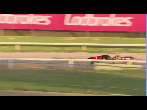 2020 RPGTV CHAMPION HURDLE - HEAT 3 - T1 BILLERICAY BLUE