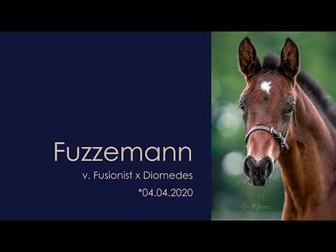 Fuzzemann – Hengstfohlen von Fusionist x Diomedes