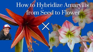 How to Hybridize Amaryllis - Create Your Own Hippeastrum Cross! Complete Instruction