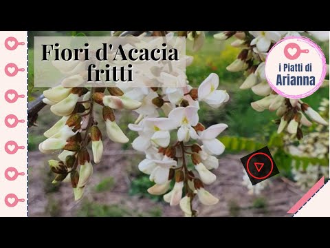 Fiori d'Acacia fritti - #shorts