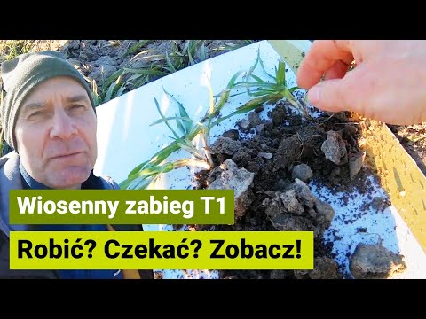 Wiosenny zabieg T1 - kiedy najlepiej wykonać zabieg T1 w oziminach?