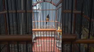 Download lagu Cucak cungkok gacor tembakan sadis #masterancucakcungkok mp3