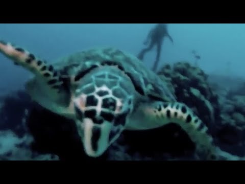 Bonaire Scuba Dive -- Buddy's Reef (Dive Site 29)