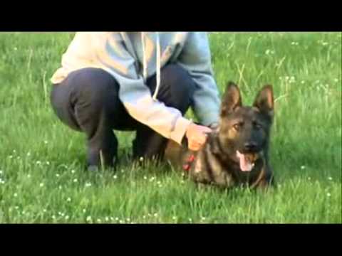 Da Vinci z Jukasu - first steps in obedience - 5,5 months