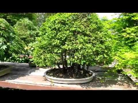 Some Deciduous Trees in Valavanis' Garden