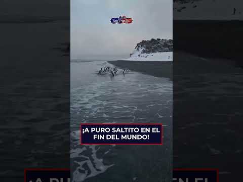 🐧 ¡A PURO SALTITO EN EL FIN DEL MUNDO! 🌊