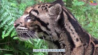 Re: [問卦] 木柵動物園到底有沒有養雲豹？