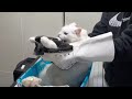 Angry Cats Hissing