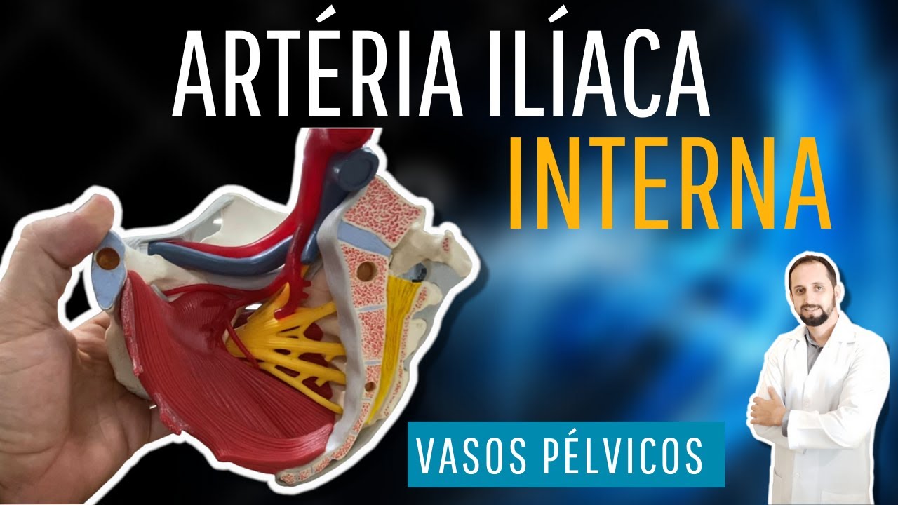 Artéria ilíaca interna - vasos pélvicos