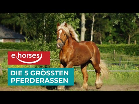 , title : 'Top 5 der größten Pferderassen'