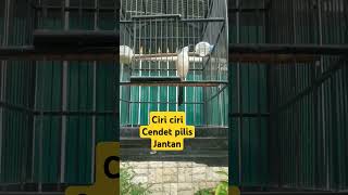 Download lagu Ciri ciri cendet pilis jantan#kicaumanianusantara #kicaumania mp3 Download lagu Ciri ciri cendet pilis jantan#kicaumanianusantara #kicaumania mp3