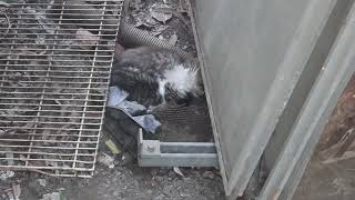 Feeding Stray Cats😺 Stray Baby Kittens Napping, Eating & Playing