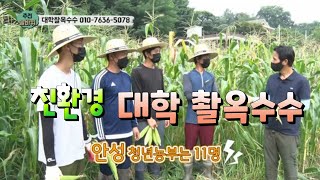 안성 청년농부 11명이 지은 친환경 대학 촬옥수수 소개합니다