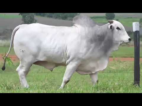 20 DOSES CONVENCIONAL NELORE - SNI A3178 FIV NORU