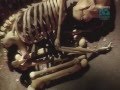 Documentary Nature - Paleoworld - Trail Of The Neanderthal