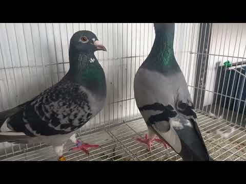 Small loft special forces racing pigeon used from army given as a gift.