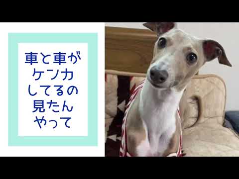 ワンワンU・x・Uお悩み相談室6️⃣0️⃣〜福井市「サブローくん」#交差点では進入前にしっかり確認👀