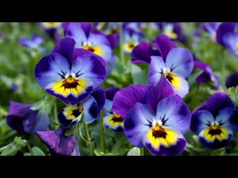 Opwekking 178 Waardig, o waardig bent U, Heer