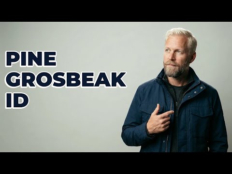 How Do You Identify A Pine Grosbeak Bird?