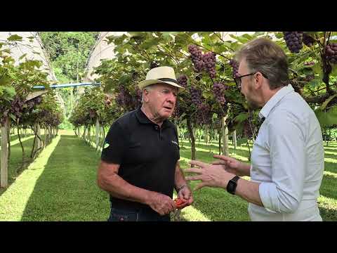 Doçura com muito qualidade - safra de uva 2026 em Santa Catarina, Iomerê - SC