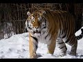 The huge male siberian tiger Scare off a group of tigers