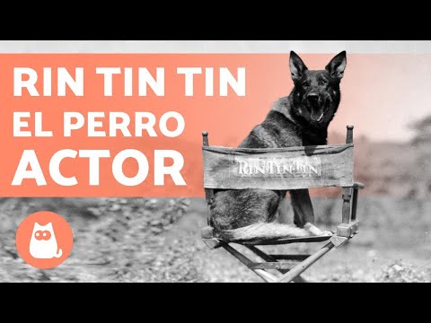The Dog That Almost Won an Oscar — Rin Tin Tin