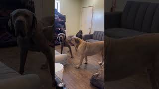 Video preview image #1 Mutt Puppy For Sale in Goodyear, AZ, USA