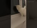 Cat Screaming Loudly At Window Calling Out For A Mate