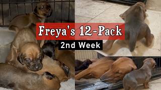 Video preview image #4  Breeder Profile in FRESNO, CA, USA