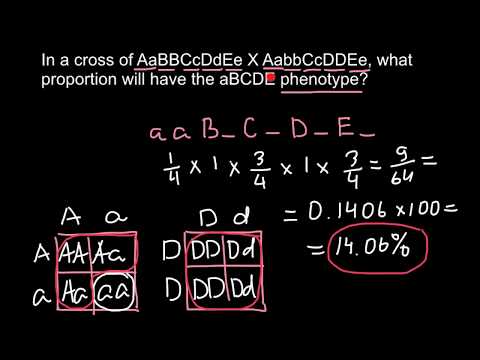 Genotype/Phenotype Problem and Solution
